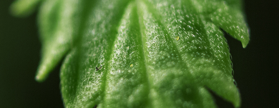 Gros Acariens Se Bouchent Dans La Feuille De Cannabis