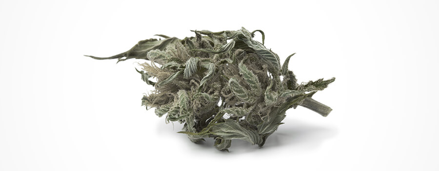 Décoloration Du Cannabis