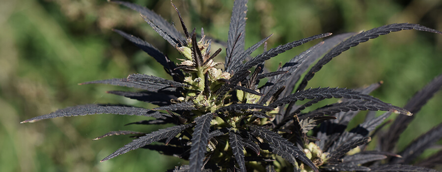 Températures Trop Froides Pour Plantes De Cannabis