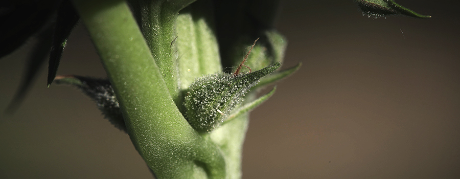 Calice Et Pistil Calice Et Pistil