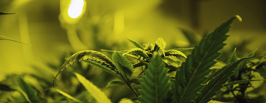 La Quantité Optimale De Lumière Pour Les Plantes De Cannabis La Quantité Optimale De Lumière Pour Les Plantes De Cannabis