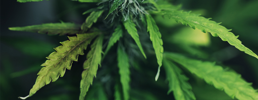 Plante De Cannabis Avec Une Infestation De Mites Larges