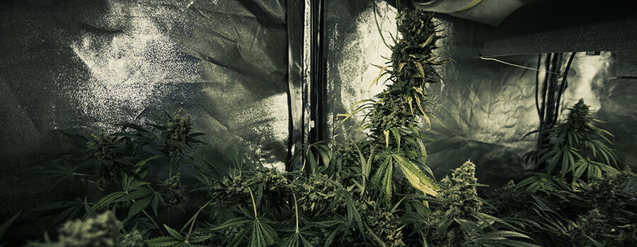 Cultiver Différentes Souches De Cannabis En Même Temps Dans Le Même Espace