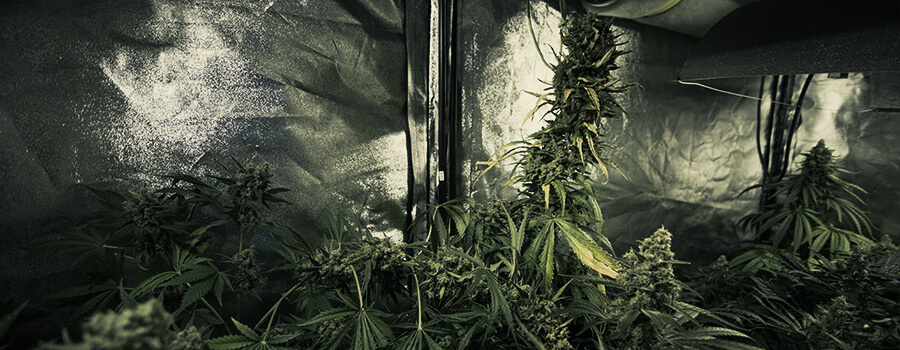 Cultiver Différentes Souches De Cannabis En Même Temps Dans Le Même Espace Cultiver Différentes Souches De Cannabis En Même Temps Dans Le Même Espace
