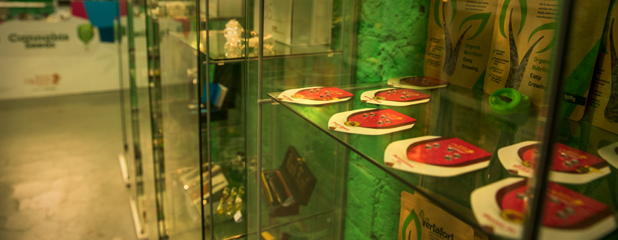 Royal Queen Seeds magazin Barcelona Carme