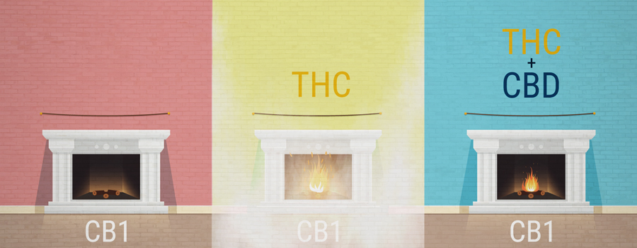 L'Effet D'Entourage Sur Le Cannabis Thc Cbd