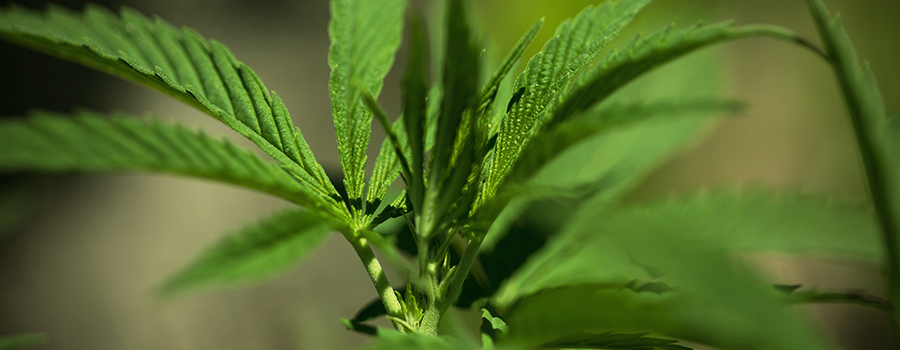 Clonage Des Variétés Autoflorissantes Cannabis Clonage Des Variétés Autoflorissantes Cannabis