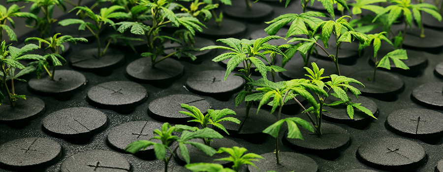 Clones De Cannabis Clones De Cannabis