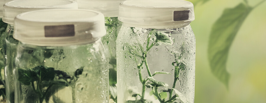 Micropropagation Cannabis