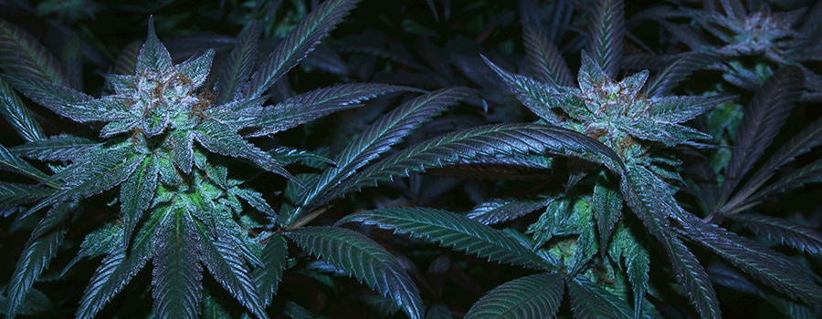 Comment Cloner Les Souches De Cannabis Autofloraison Comment Cloner Les Souches De Cannabis Autofloraison