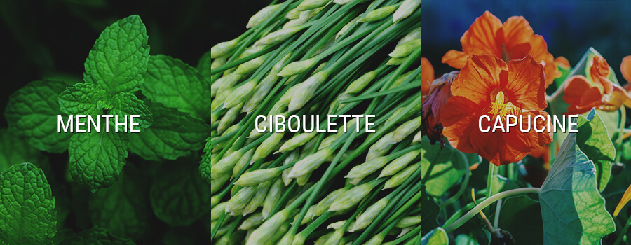 Menthe, Ciboulette À L'Ail Et Capucine Plantes Compagnes Pour Le Cannabis Menthe, Ciboulette À L'Ail Et Capucine Plantes Compagnes Pour Le Cannabis
