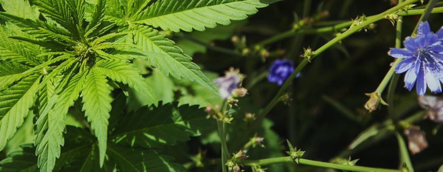 Cultures D'Association Organique De Sol De Cannabis Cultures D'Association Organique De Sol De Cannabis