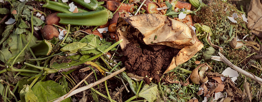 Terrains De Café En Compost Pour La Culture Du Cannabis Terrains De Café En Compost Pour La Culture Du Cannabis