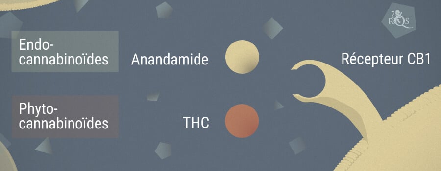Anandamide Et Cannabis