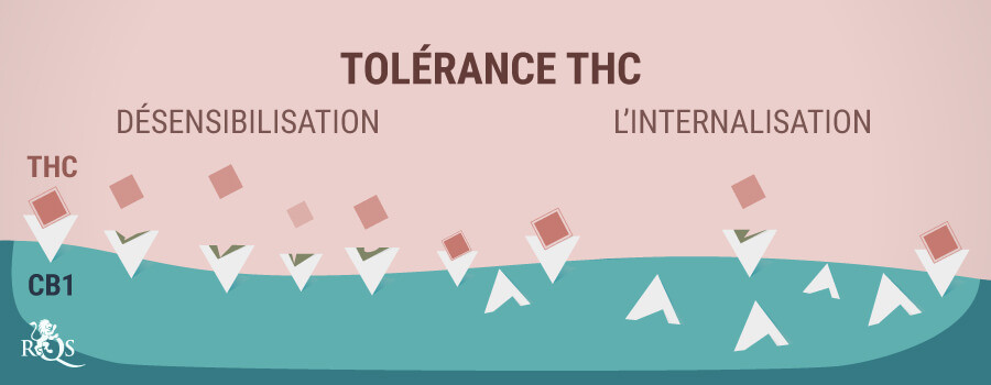 Tolérance du THC