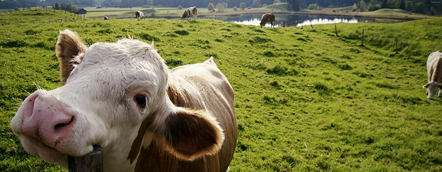 Bon Boeuf Nourri À L'Herbe