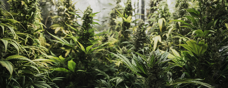 Un De La Petit Comment Weed Avec Intérieur BudgetEn Et Cultiver nO80vmNw