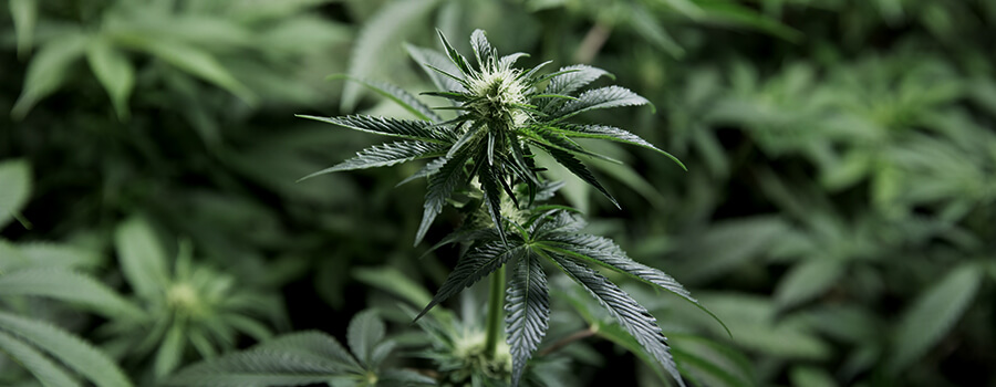 Cannabis En Fleurs Cannabis En Fleurs