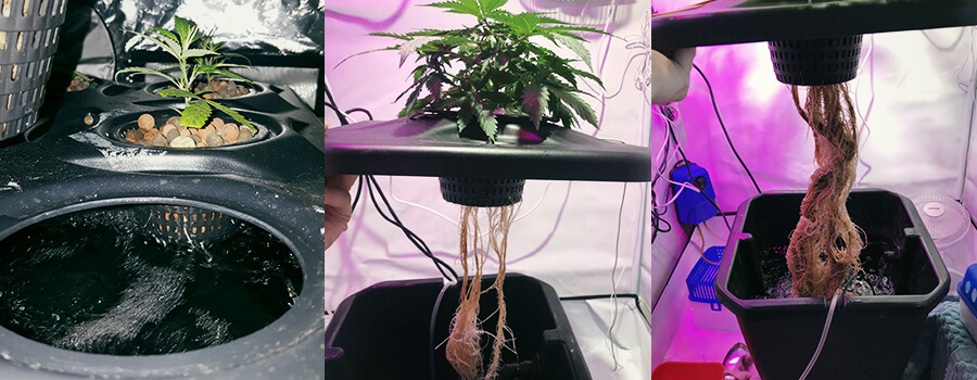 Réservoir Culture en Eau Profonde Deep Water Culture Cannabis Réservoir Culture en Eau Profonde Deep Water Culture Cannabis
