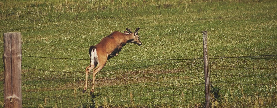 Deer Jumping a Fence