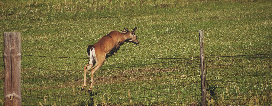 Deer Jumping a Fence Deer Jumping a Fence