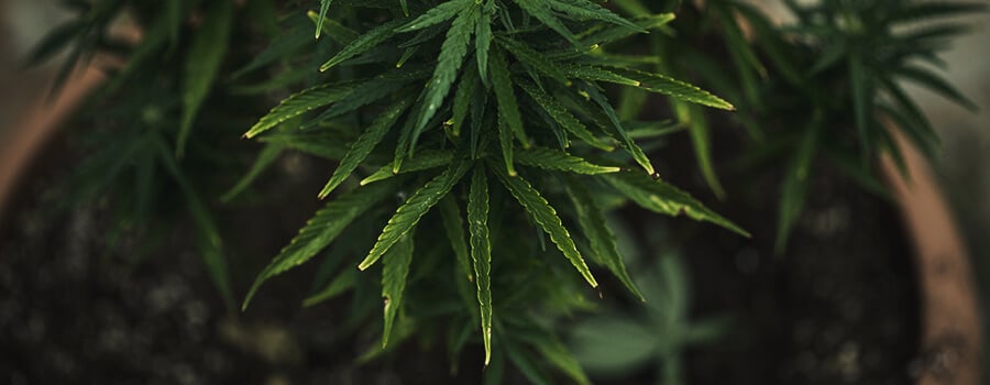 Plante De Cannabis Blocage De L'Absorption Des Nutriments