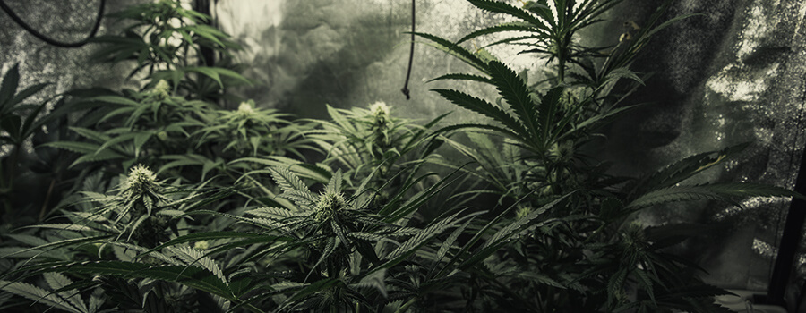 Cultiver Plusieurs Plantes De Cannabis Différentes