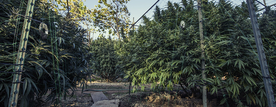 Plantation Extérieure De Cannabis Pour Oiseaux