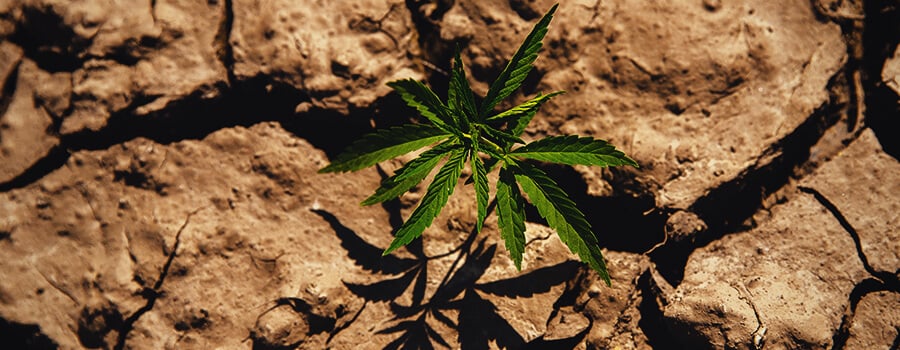 Plante De Cannabis Cultivée Dans Des Conditions De Sécheresse