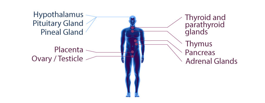 Système Endocrinien Système Endocrinien