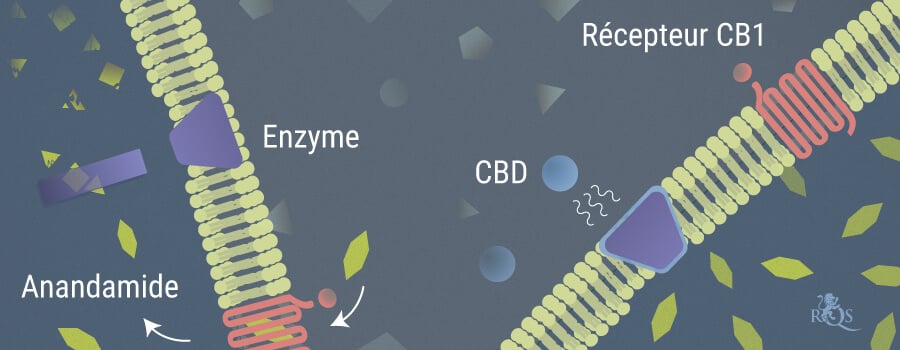 Anandamide Et CBD