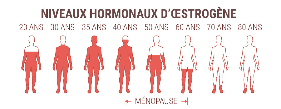 Niveau D'Hormones œstrogènes Niveau D'Hormones œstrogènes