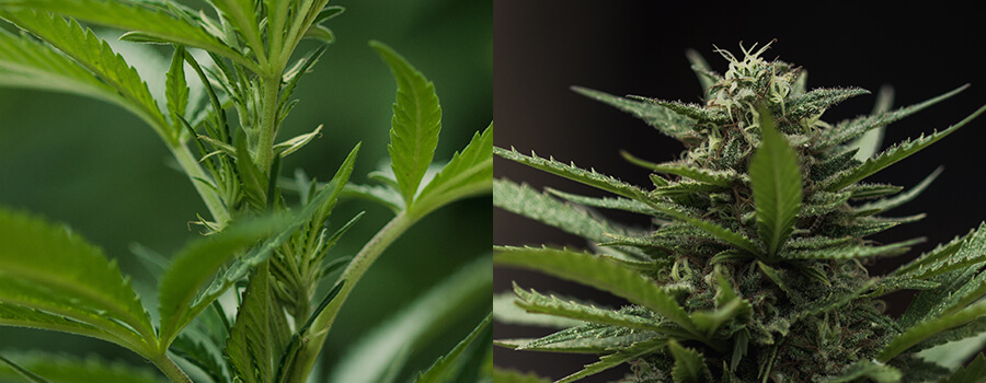 Floraison De Plantes De Cannabis