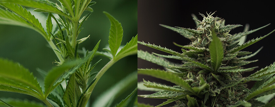 Floraison De Plantes De Cannabis Floraison De Plantes De Cannabis