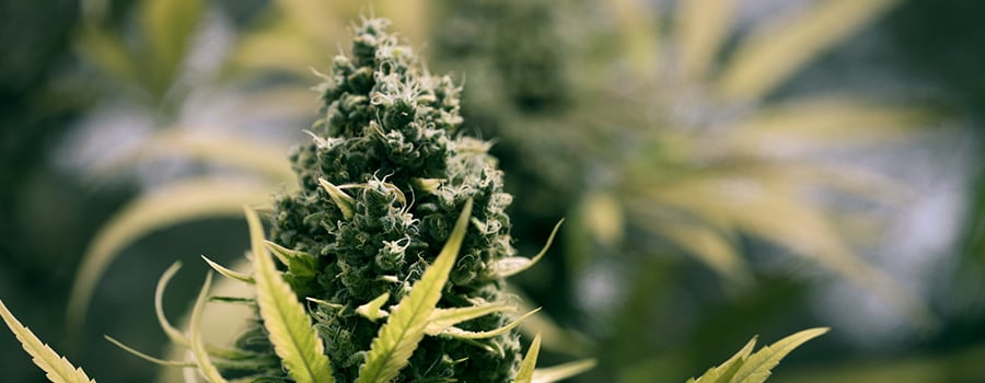 Période De Floraison Culture Cannabis