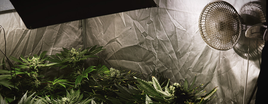 Circulation D'Air Cannabis Intérieur Culture
