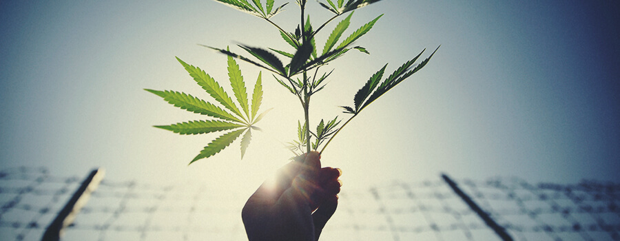 Fences To Protect Cannabis Plantation from Deers Fences To Protect Cannabis Plantation from Deers