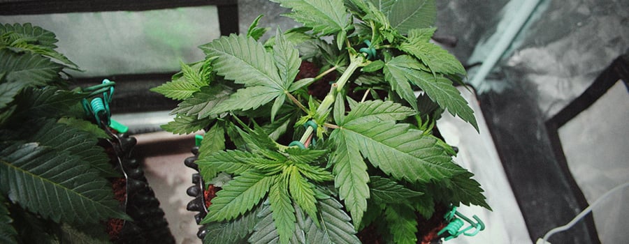 Mainlining Et Low Stress Training Attacher Branches Cannabis Mainlining Et Low Stress Training Attacher Branches Cannabis
