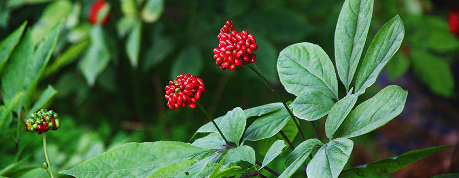 Ginseng Terpène Humulène Et Cannabis