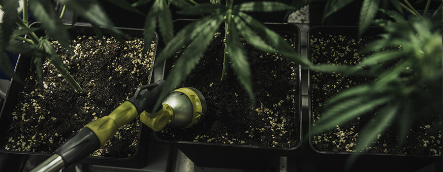 Arrosage Plante Cannabis Arrosage Plante Cannabis