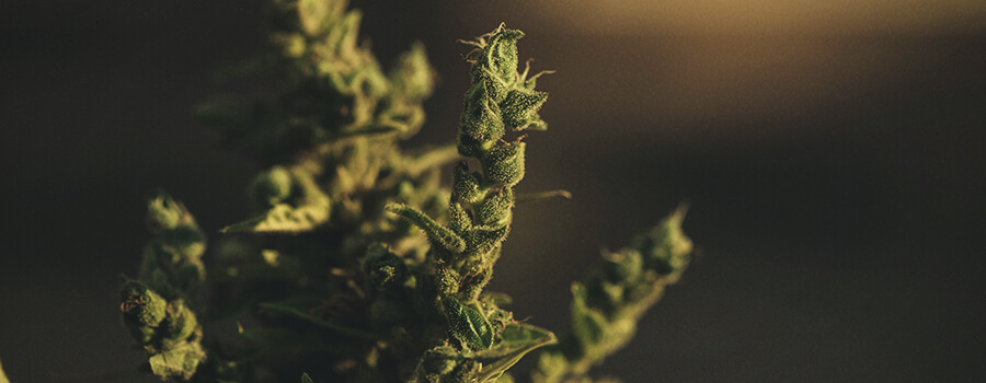 cannabis foxtailing calyces cannabis foxtailing calyces