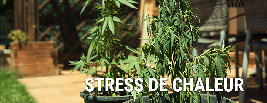 Stress De Chaleur Plantes De Cannabis