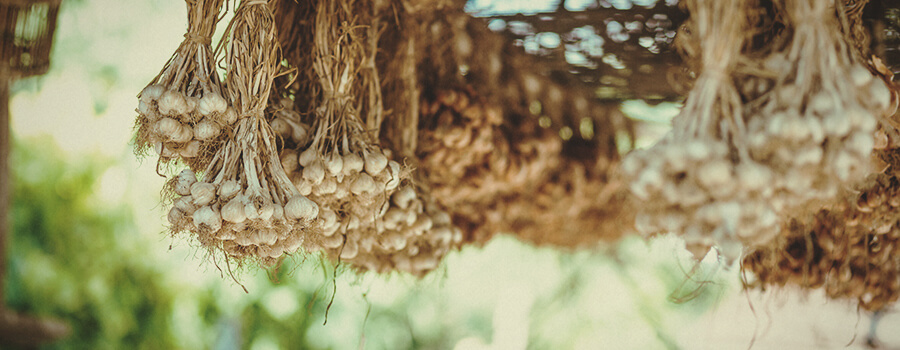 Garlic For Keep Away Deers from Cannabis Crops Garlic For Keep Away Deers from Cannabis Crops