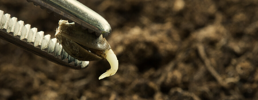 Germination Graines Cannabis Germination Graines Cannabis