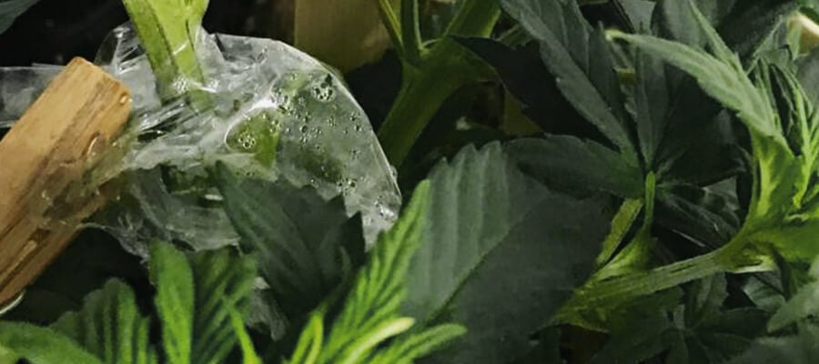 Greffe Cannabis Plant 
