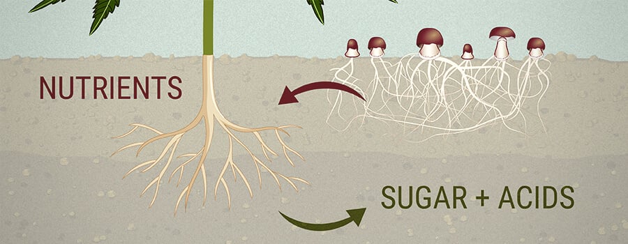 Plantes Et Microbes: Une Alliance Symbiotique