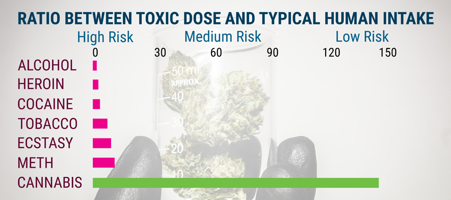 Science étude du cannabis toxicité Science étude du cannabis toxicité