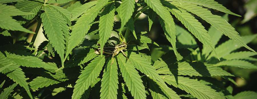 Sauterelles Cannabis Plant Sauterelles Cannabis Plant