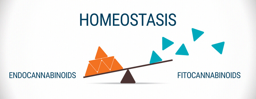 Homéostasie Fitocannabinoïdes Et Endocannabinoïdes Homéostasie Fitocannabinoïdes Et Endocannabinoïdes