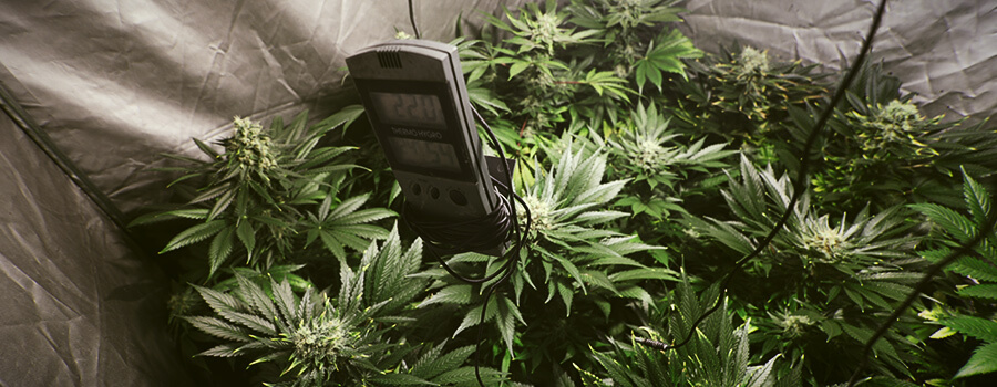 Température Humidité Cannabis Température Humidité Cannabis